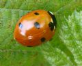 Coccinella septempunctata